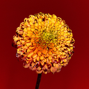 老公插女人视频
